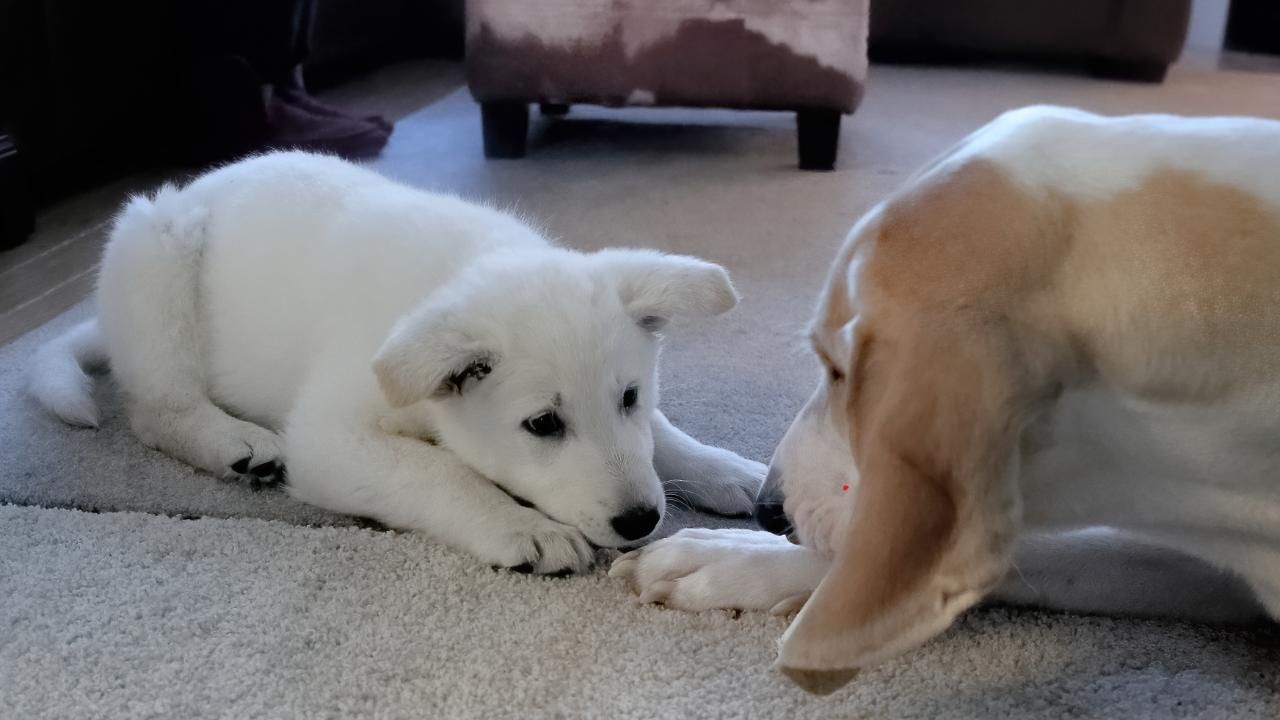 How to Introduce a New Puppy to Other Pets