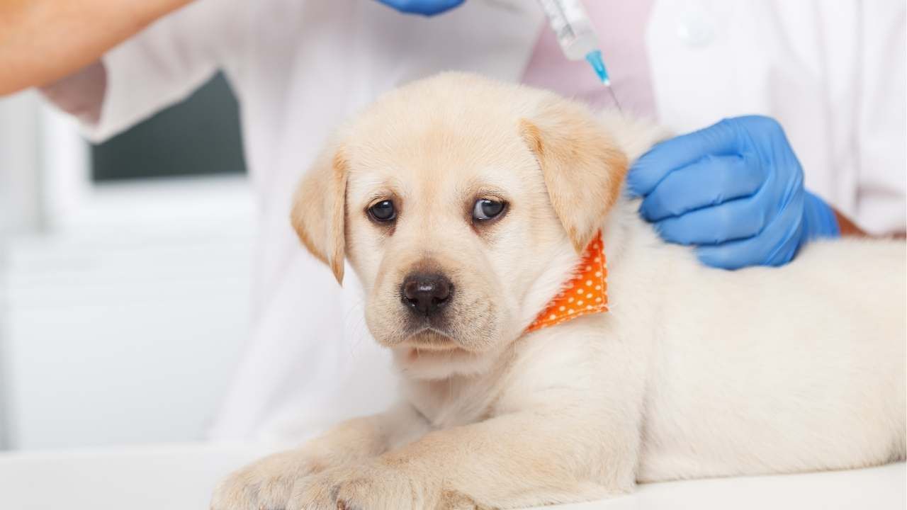 Puppy Vaccinations: What Breeders Should Handle vs. You