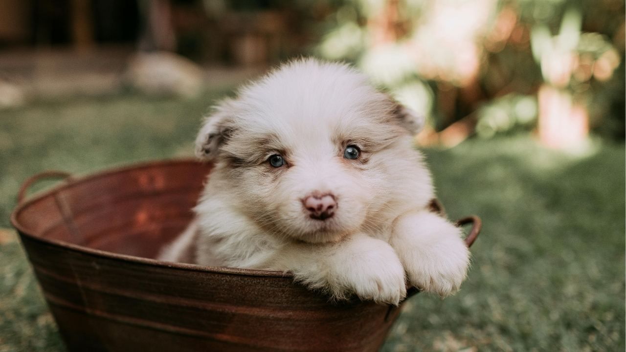 Introducing a New Puppy to Your Home and Family