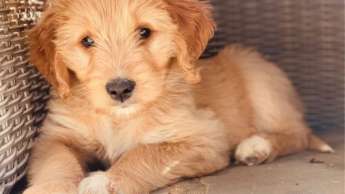 What Exactly is a Doodle Puppy?