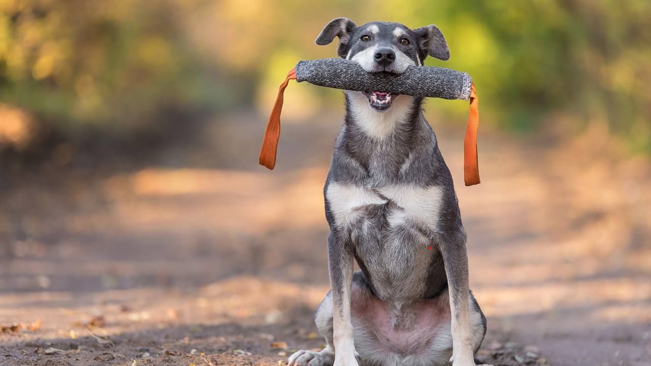 Command Chains: Teaching Complex Behaviors Step by Step