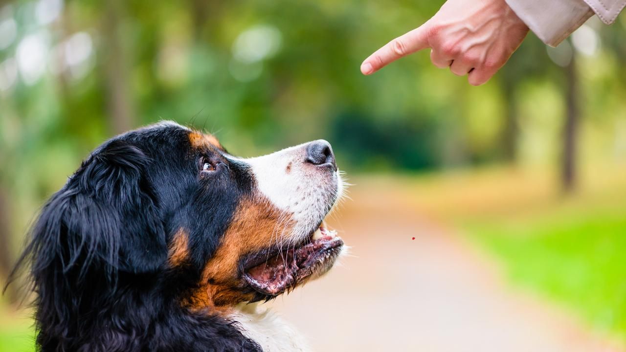 Common Mistakes People Make When Teaching Dog Commands