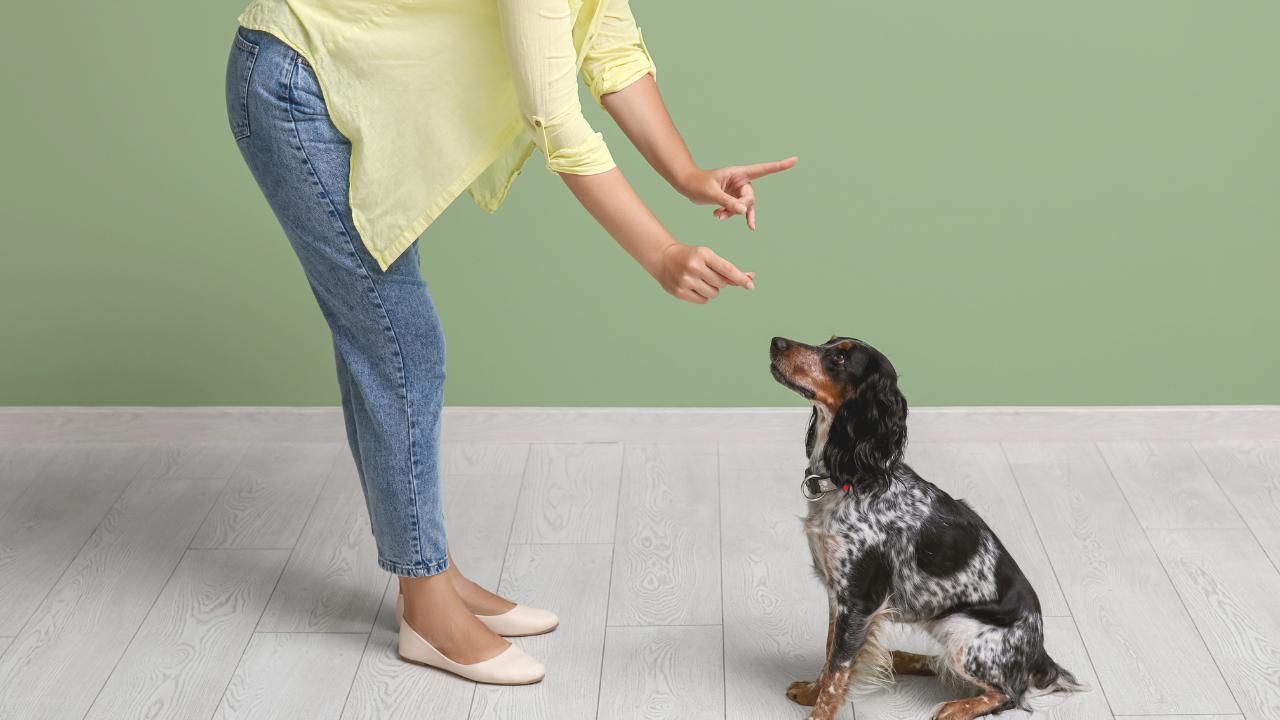 Voice, Hand Signals, or Both? How Dogs Understand Commands