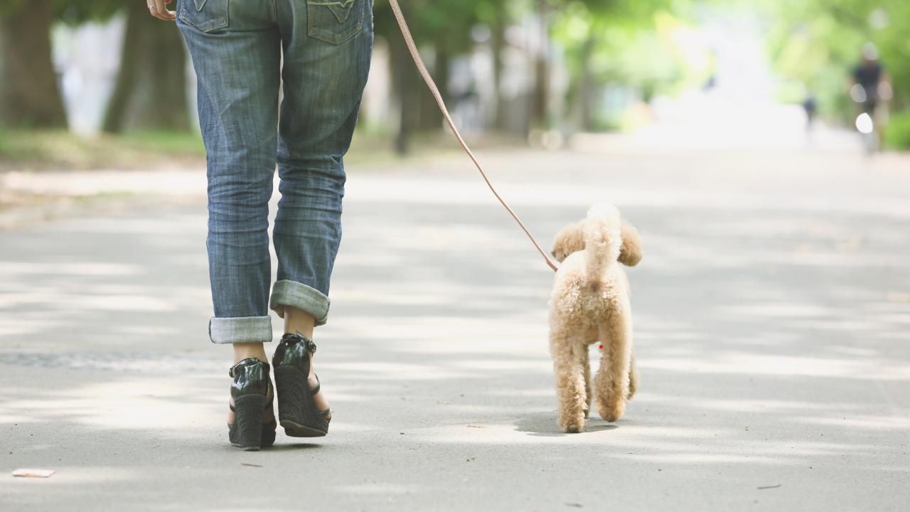 From Leash Puller to Loose Walker: Transforming Walks Into Joyrides