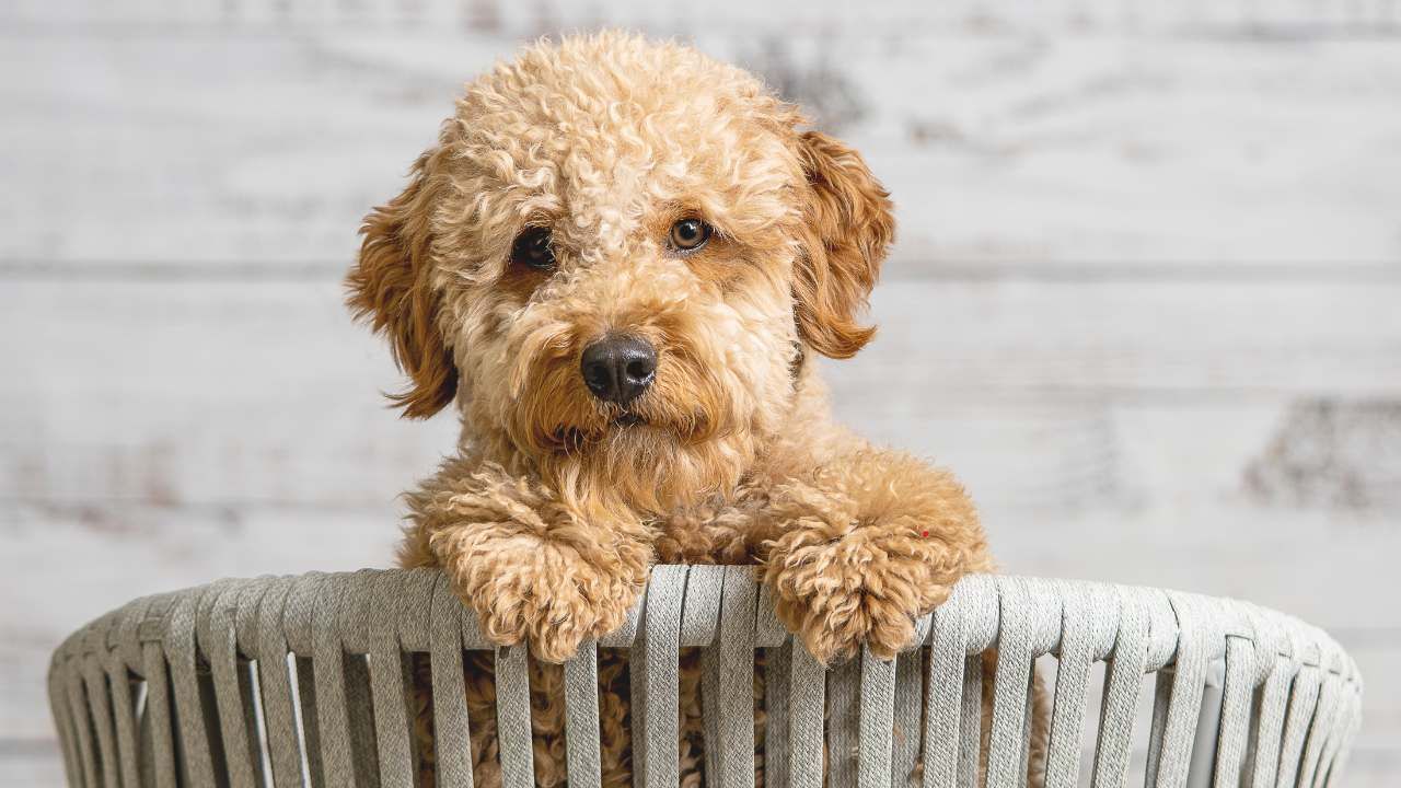 The First Year With a Puppy: Milestones to Expect