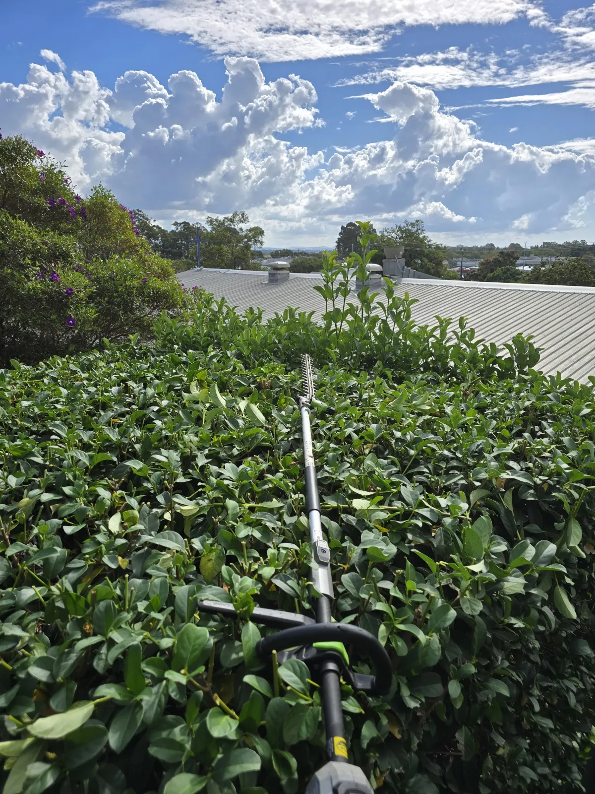hedging services Oxley QLD