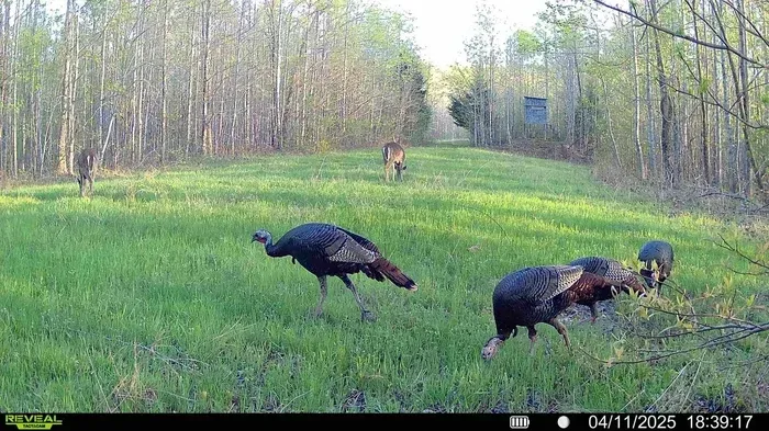 78-acre secluded hunting escape Benton County Tennessee