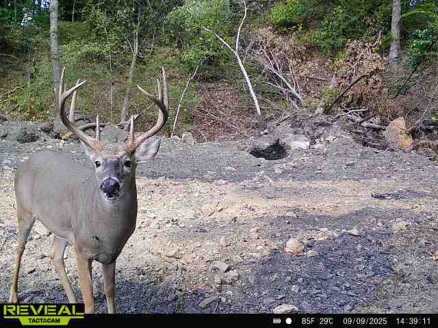 107-acre trophy whitetail hunting land Hopkins County Kentucky