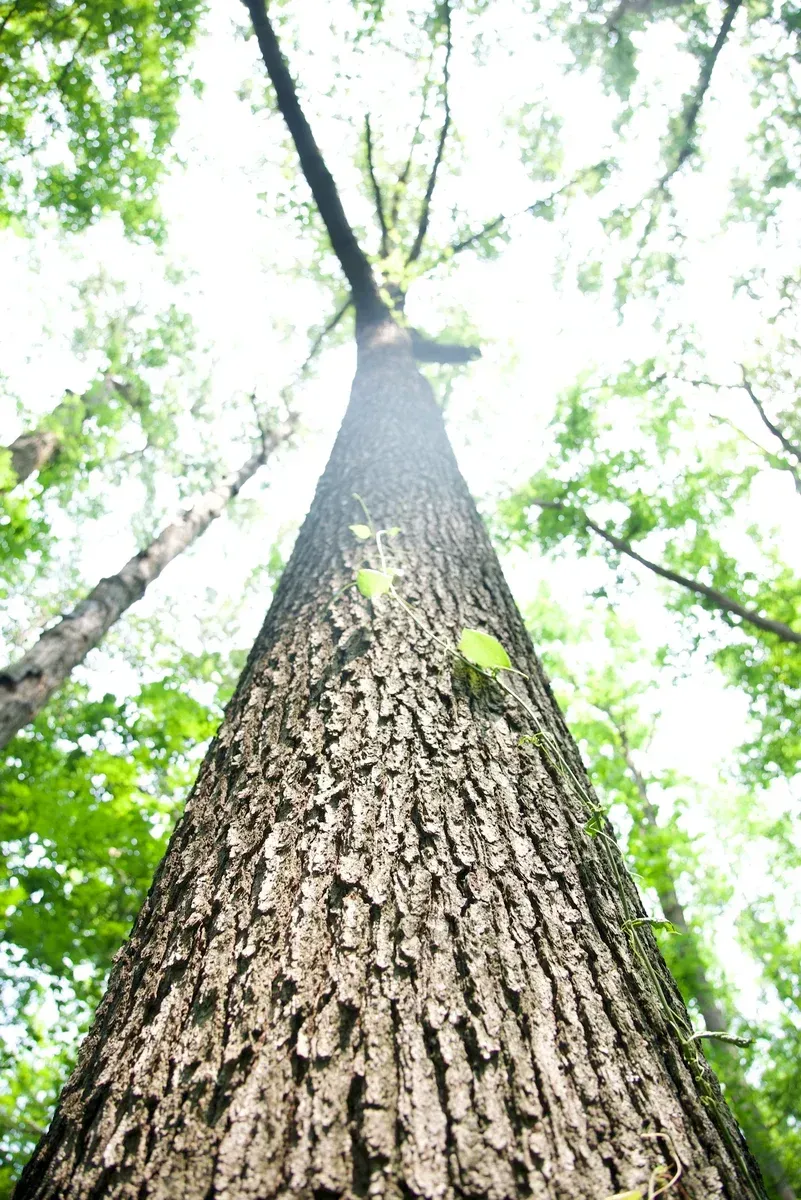 62-acre prime hunting and timber Hopkins County Kentucky