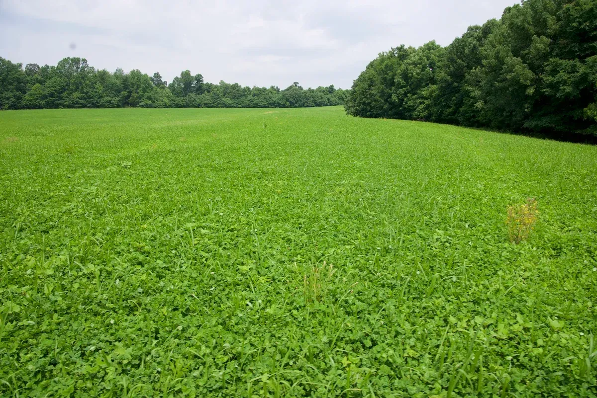183-acre trophy whitetail clover pasture Ohio County Kentuck