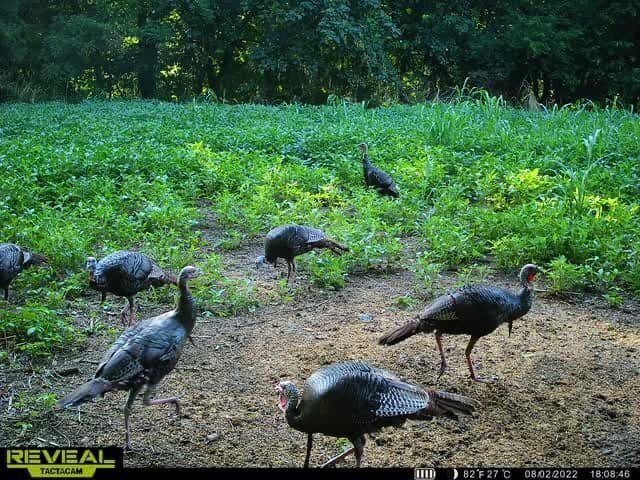 175-acre hunting tract Carlisle County Kentucky