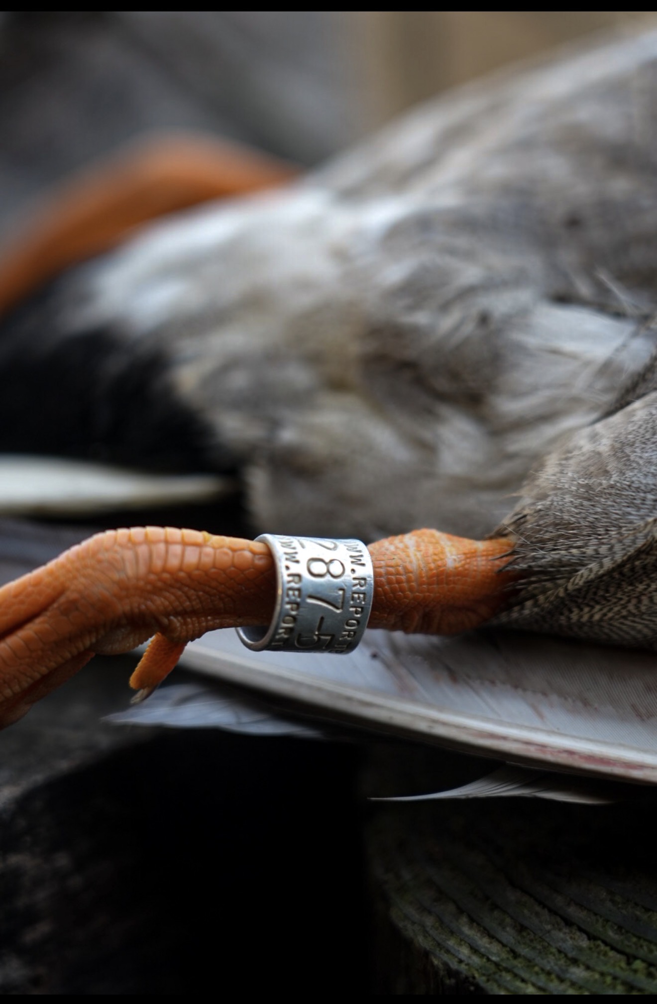 Tagged duck in Hopkins County KY