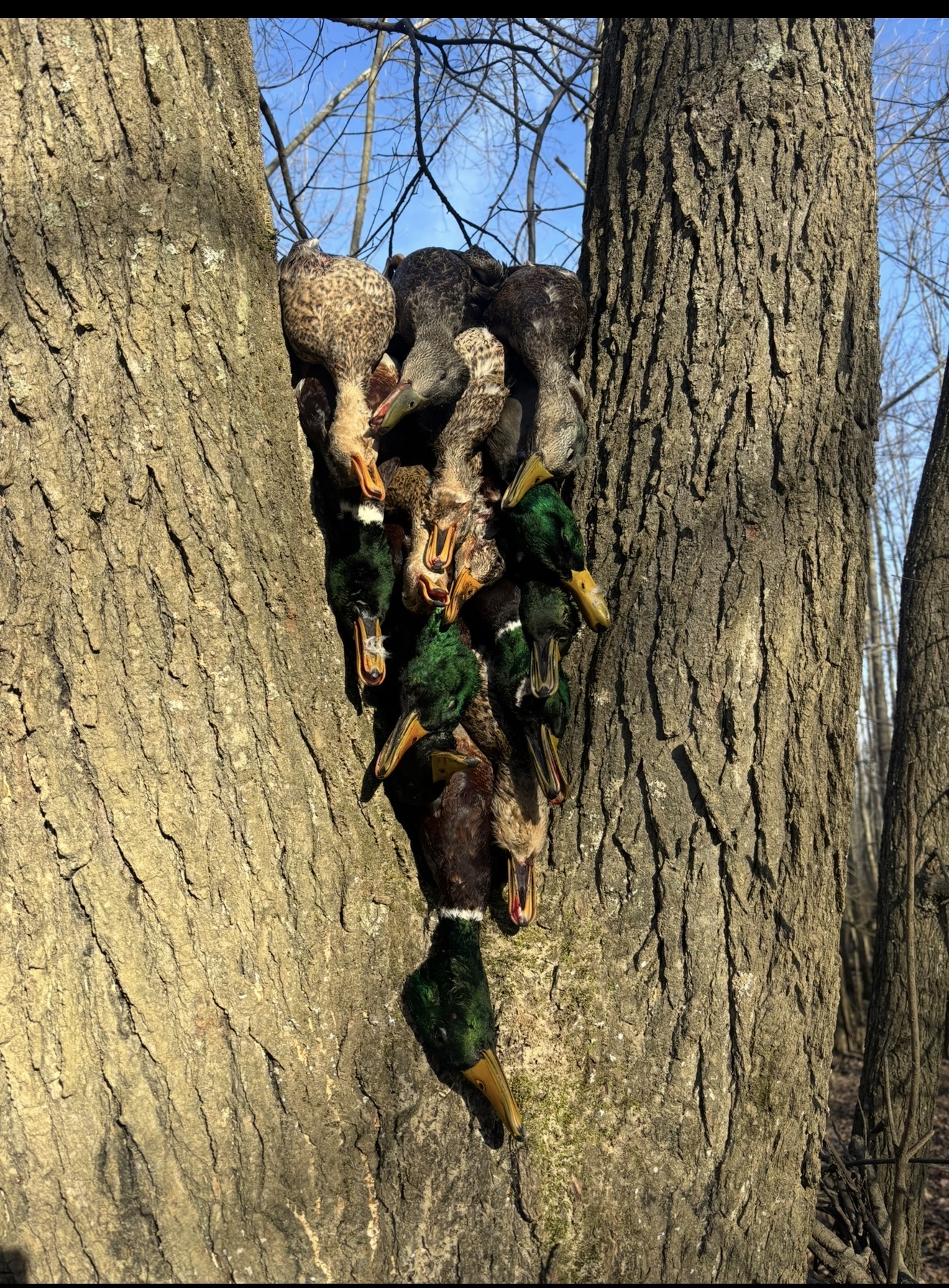 Ducks stacked in a tree.