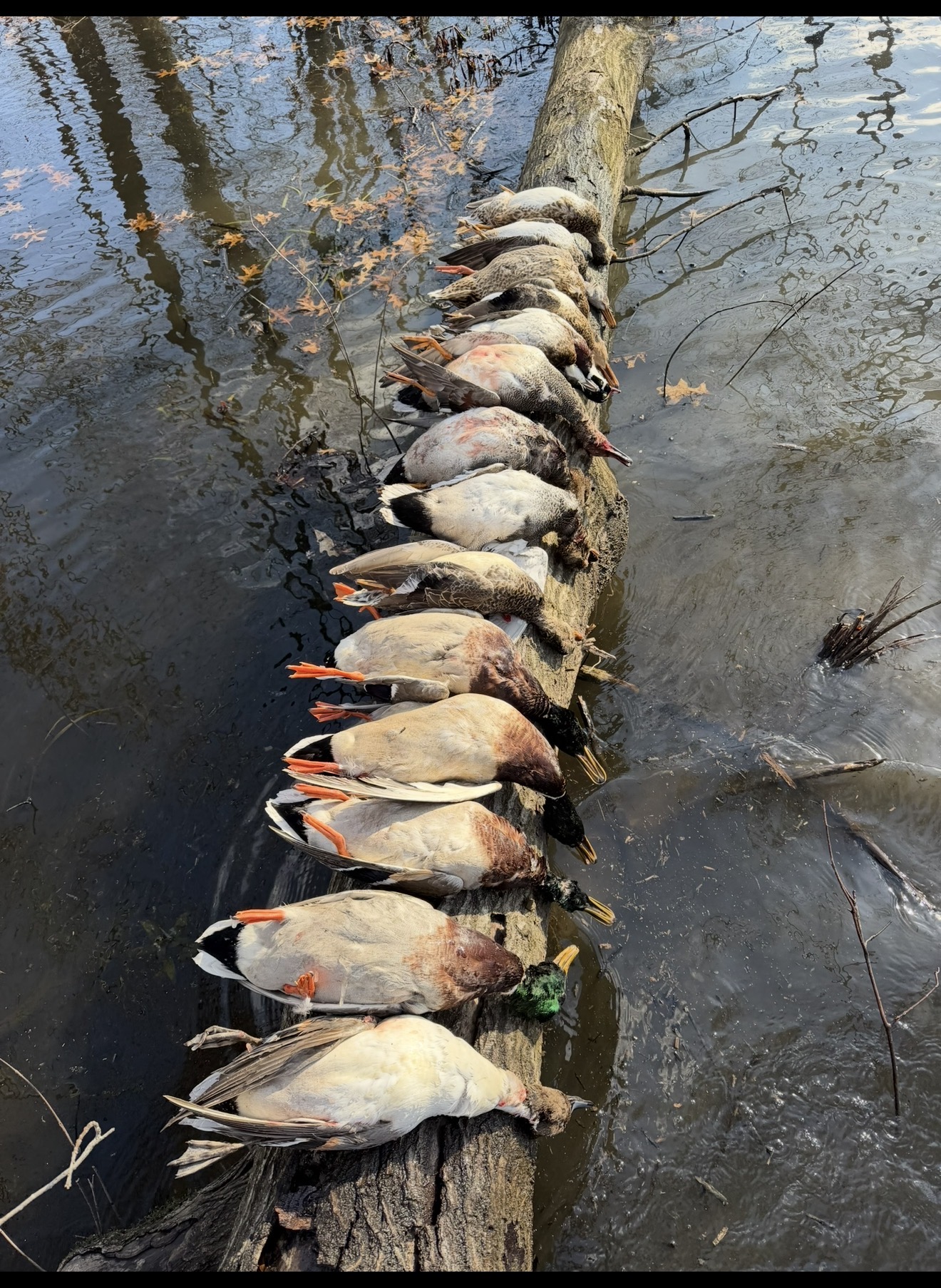 Ducks from hunting property in Hopkins County Kentucky