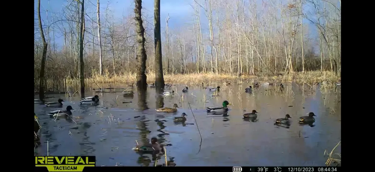 258-acre duck hunting property Hopkins County Kentucky