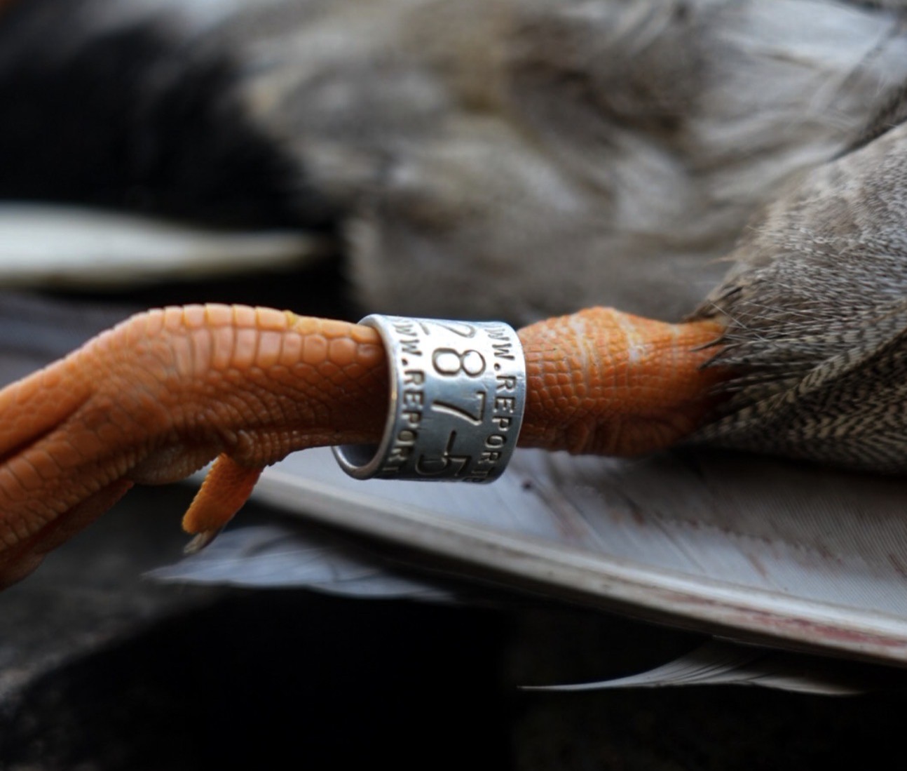 258-acre duck hunting property Hopkins County Kentucky