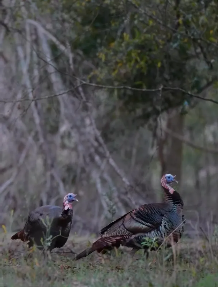 175-acre hunting tract Carlisle County Kentucky