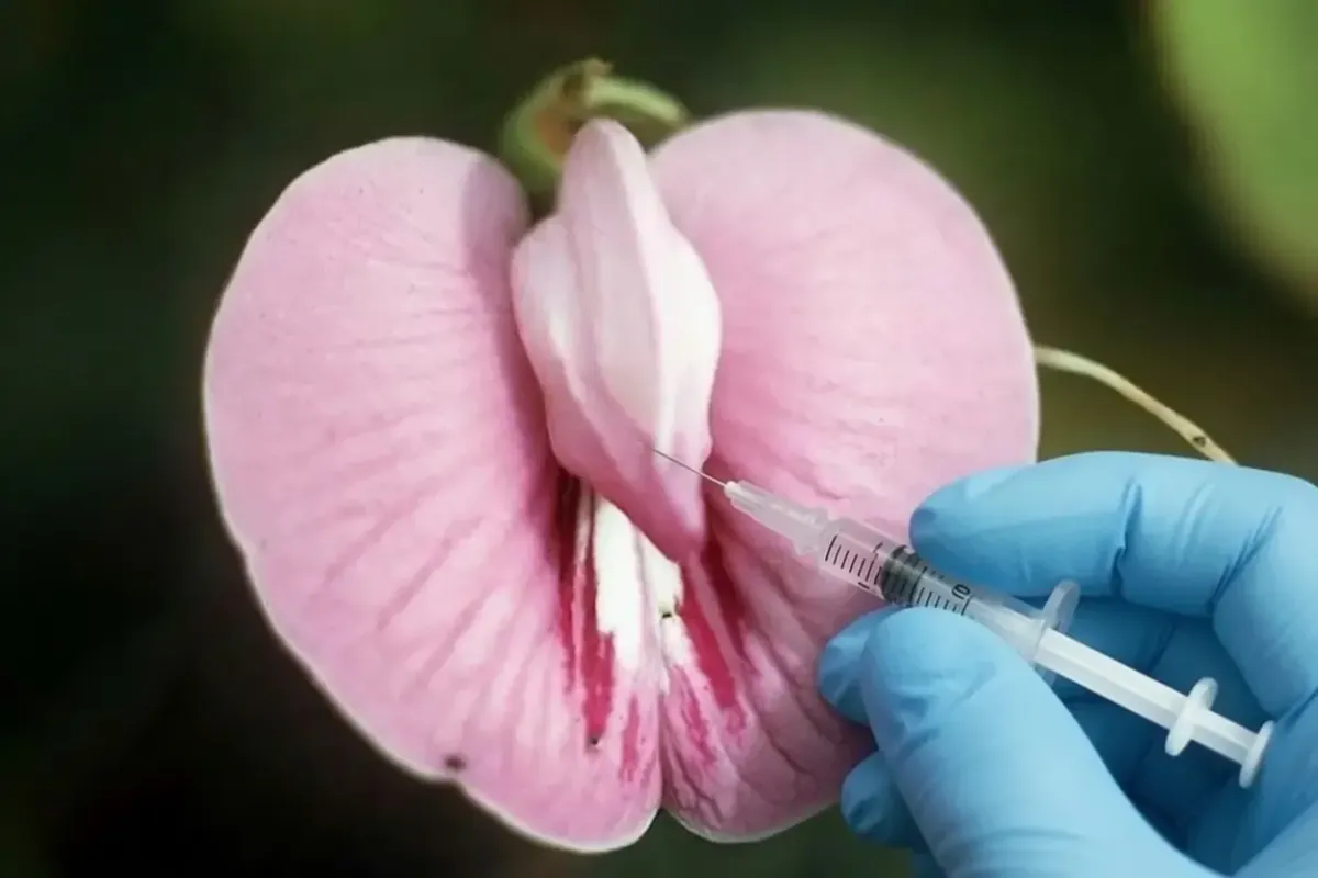 Gloved hand injects a syringe into a pink flower as a visual metaphor for the O-Shot treatment.