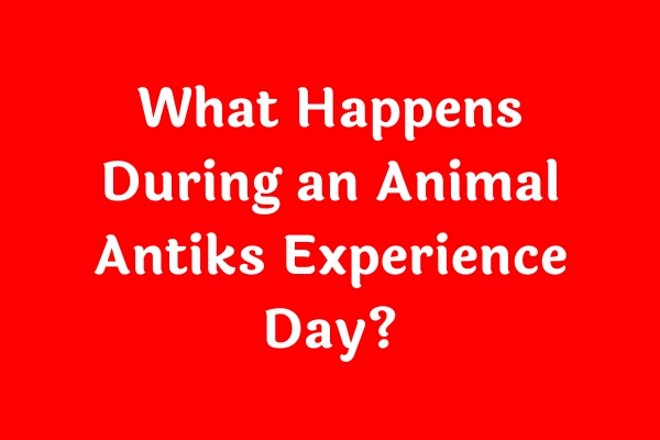 What Happens During an Animal Antiks Experience Day?