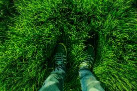 View of feet in green sneakers standing in a lush, vibrant green grass field. The scene conveys a sense of tranquility and connection with nature.