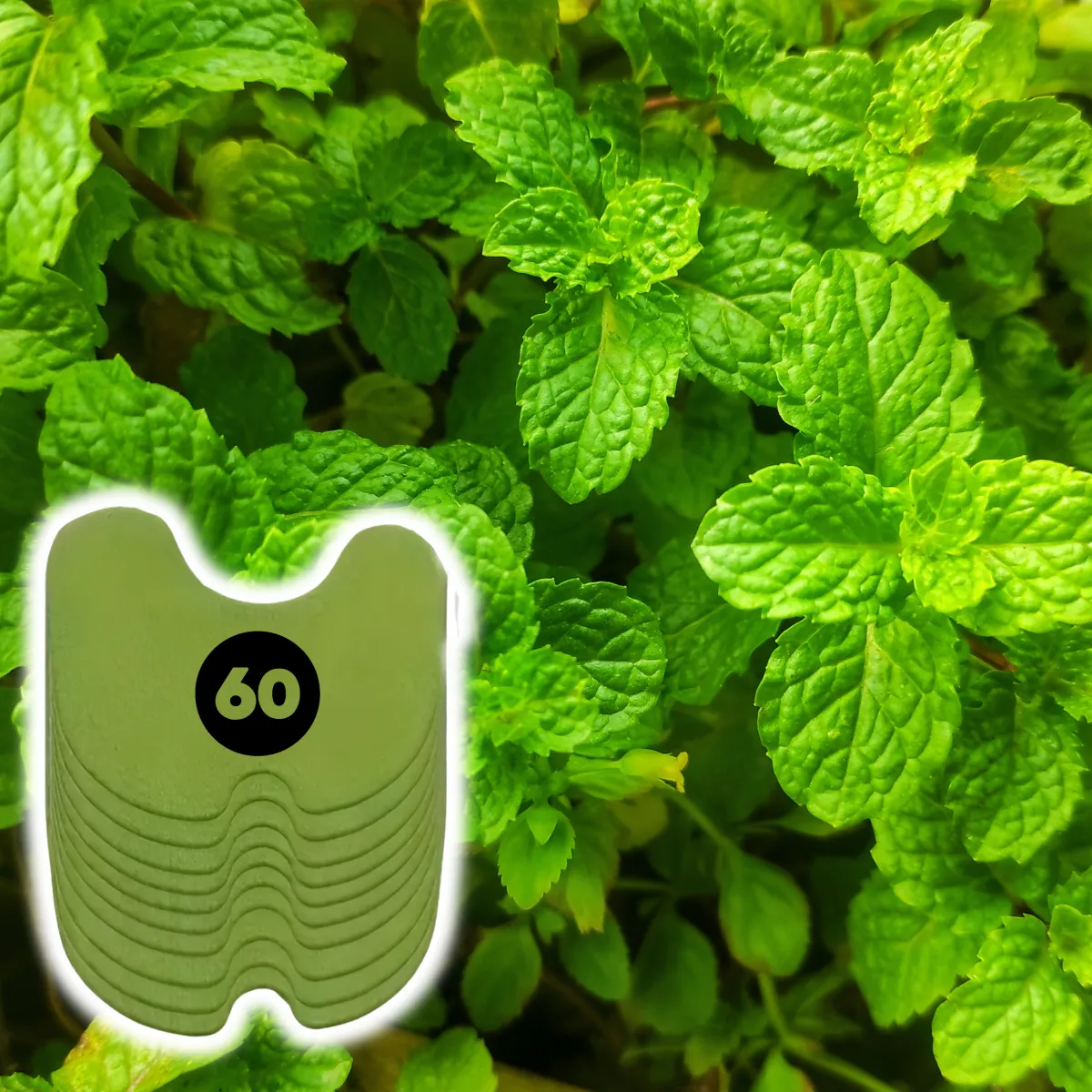 purple flower in green grass field during daytime