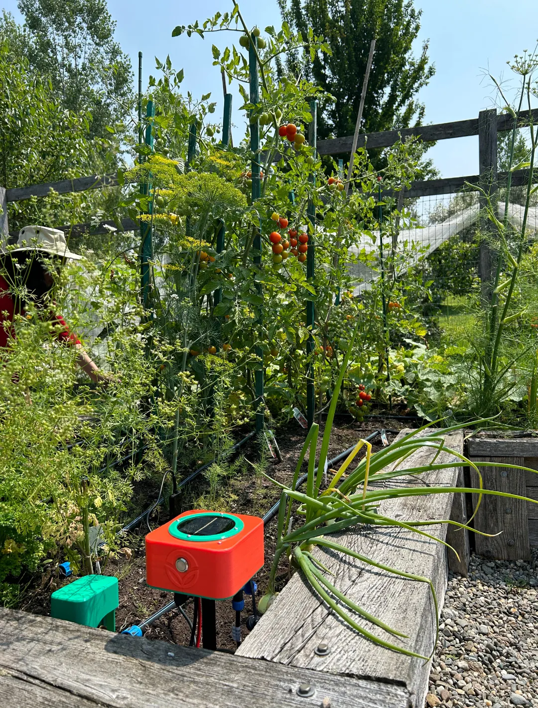 Sentiflora de Sentinus alimenté par énergie solaire installé dans un jardin de légumes, entouré de tomates, d'oignons et de verdure luxuriante, en arrière-plan un cultivateur portant un chapeau. 