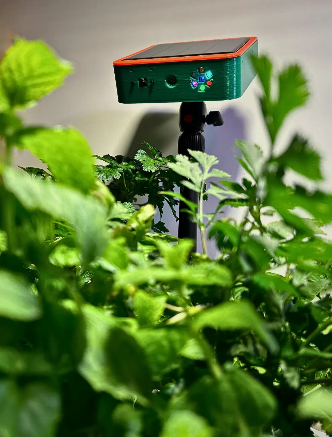 Sentivision de Sentinus avec capteur solaire positionné au-dessus d'herbes fraîches et feuillues à l'interieur d'une maison, offrant une technologie intelligente de soin des plantes.