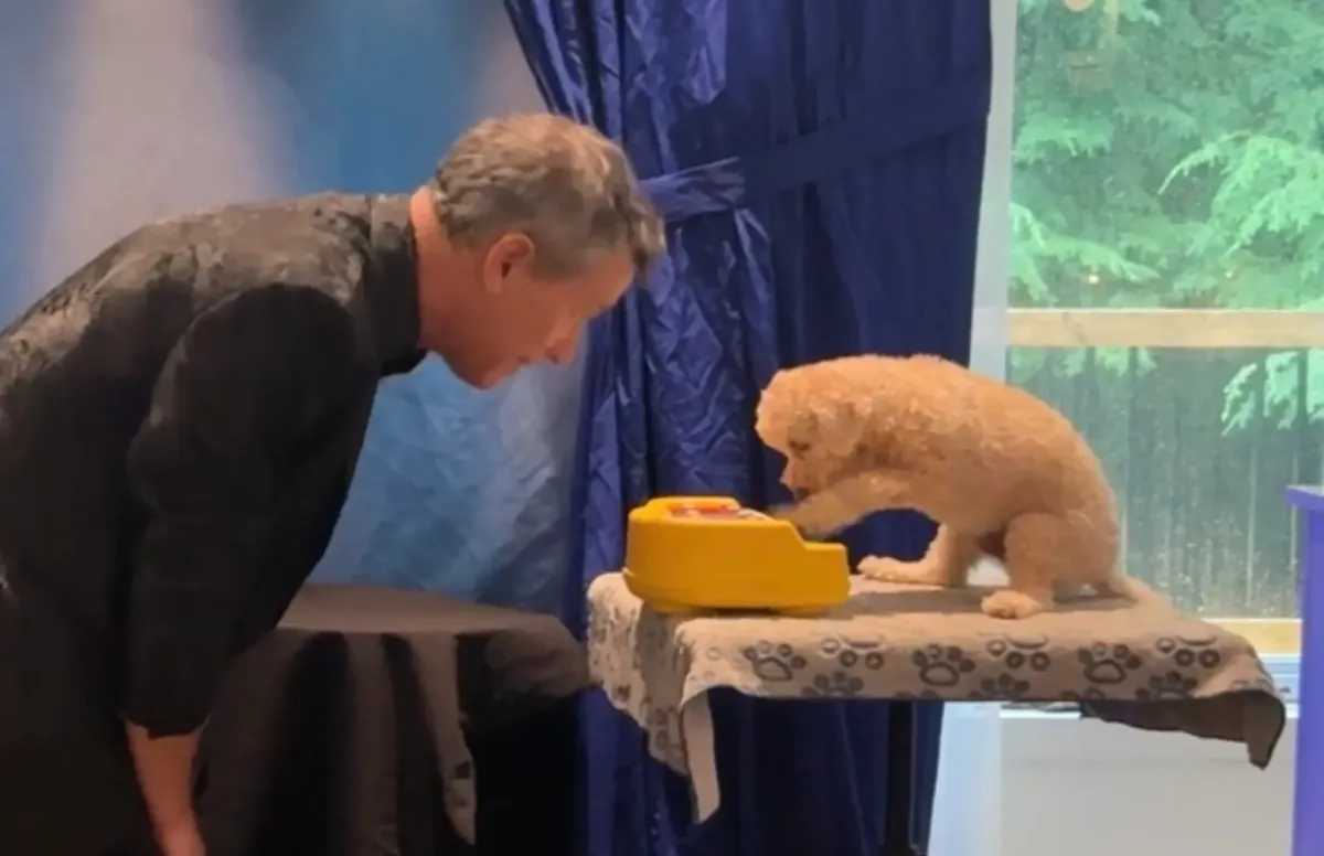 Magicien Danys Hamel et Willow, son caniche toy savant, qui joue du piano