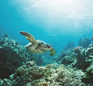 Snorkeling Tours