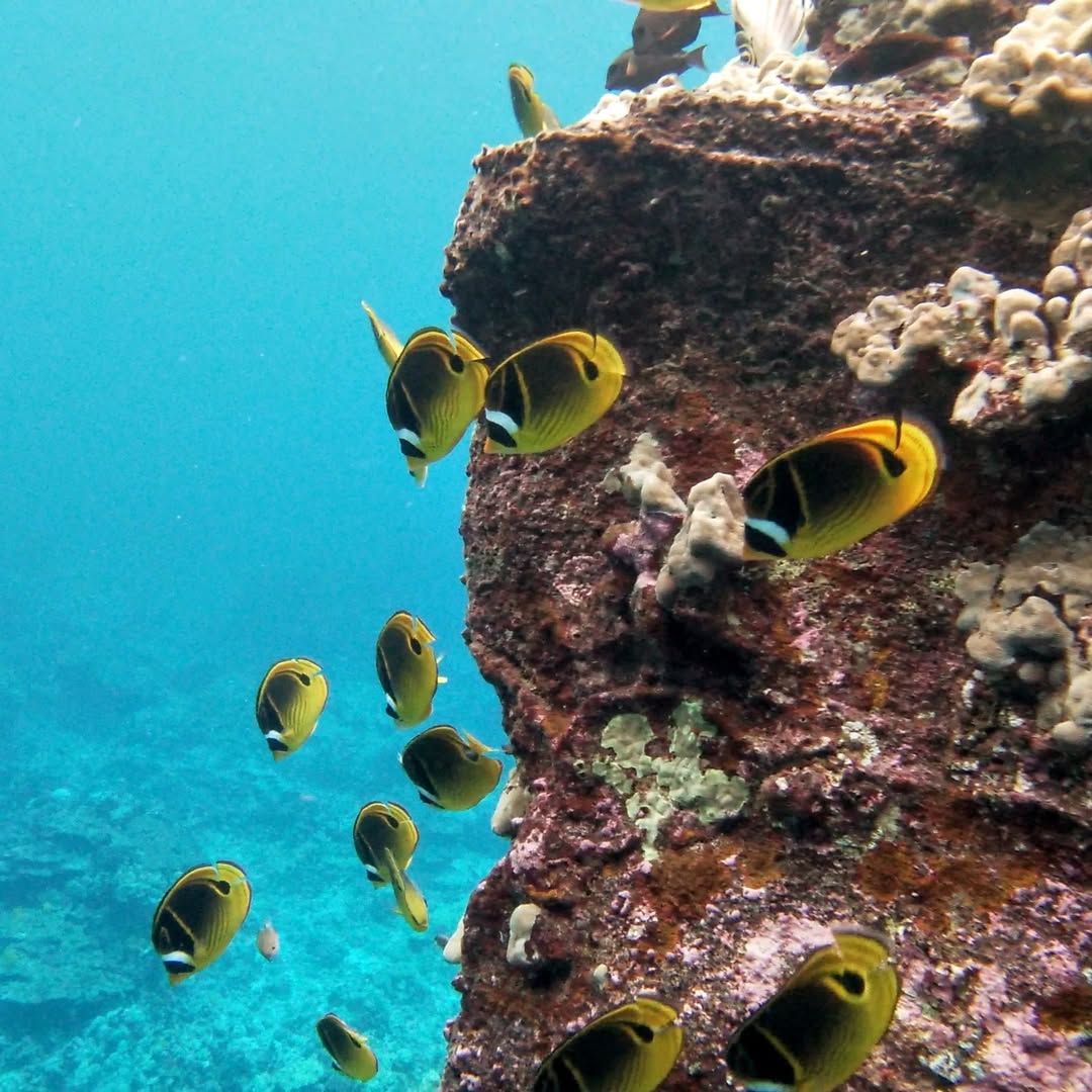 Kailua Kona Snorkeling Tours