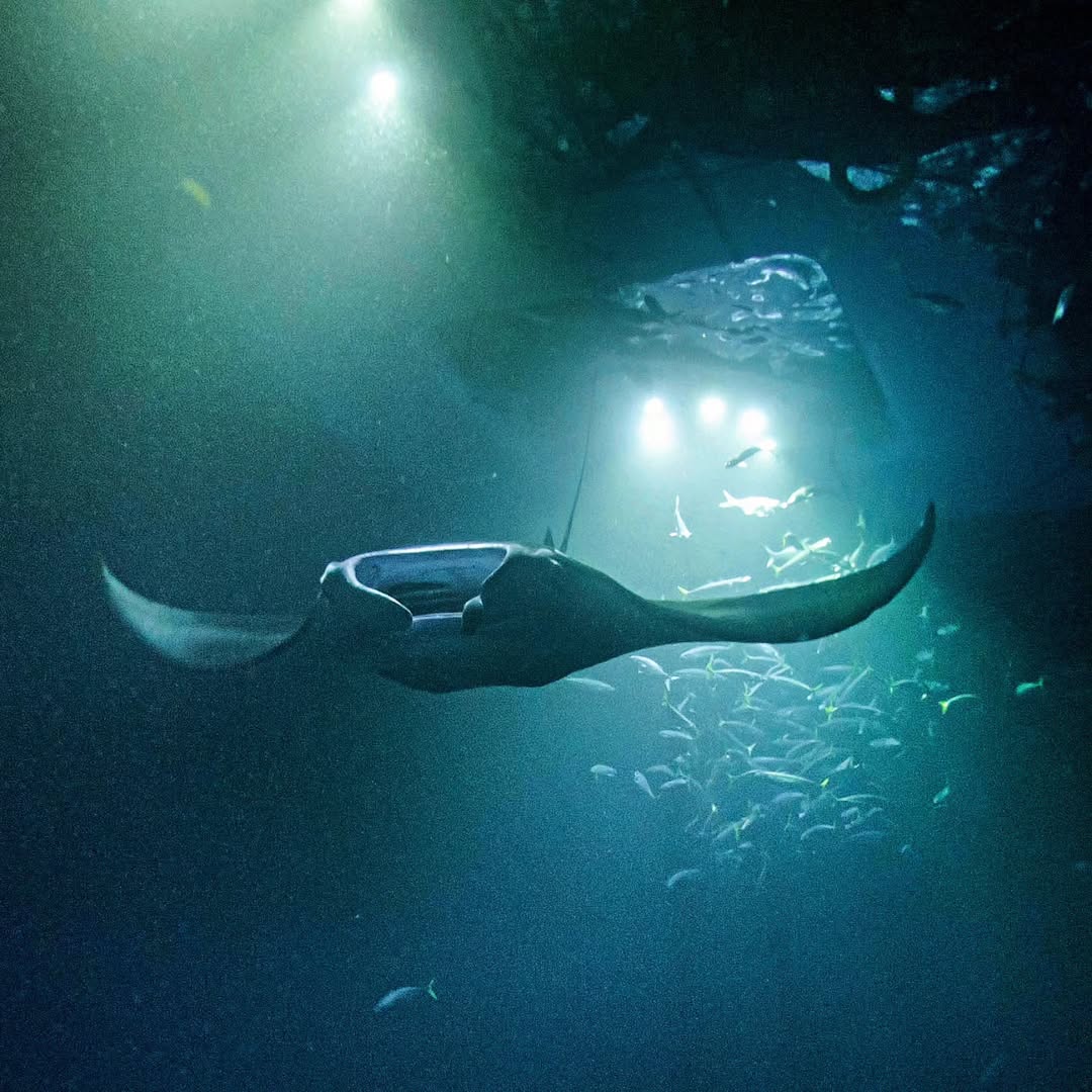 Snorkeling Tours