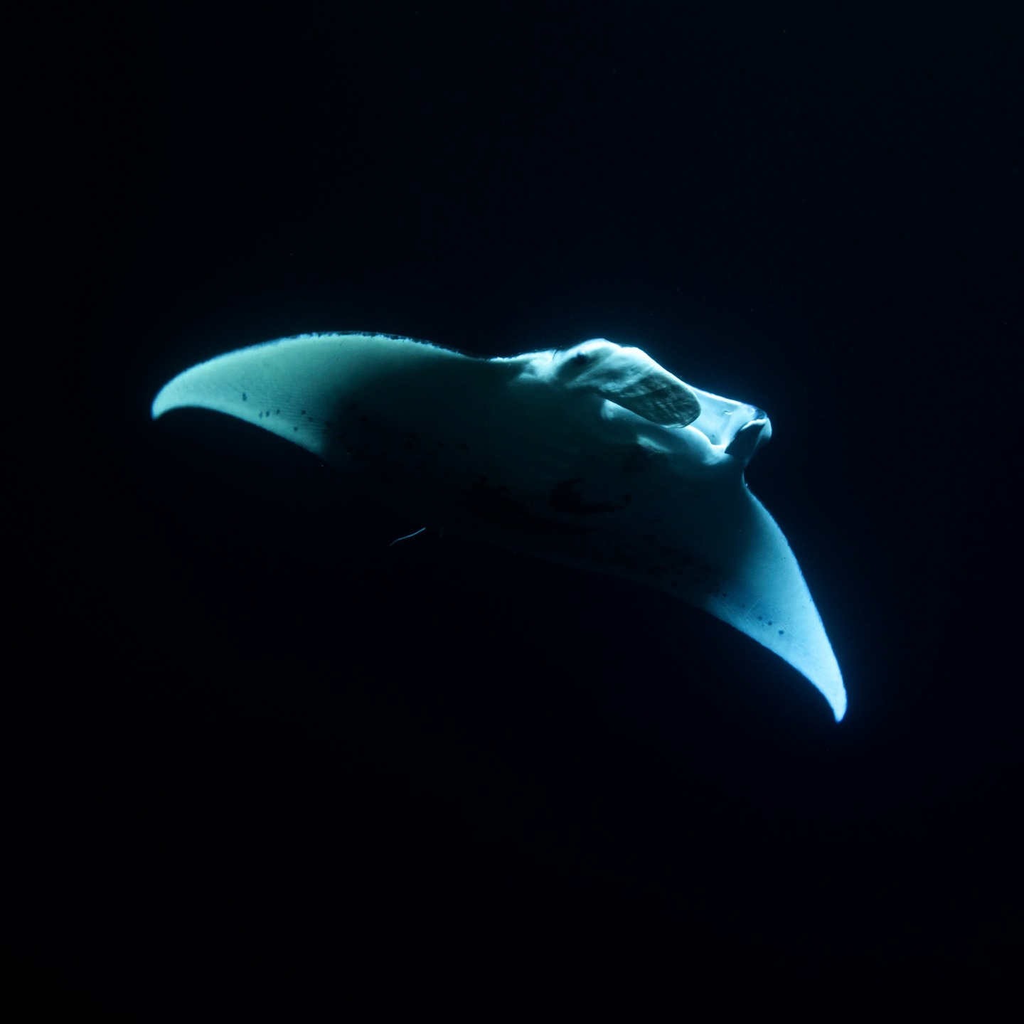  Snorkeling Tours