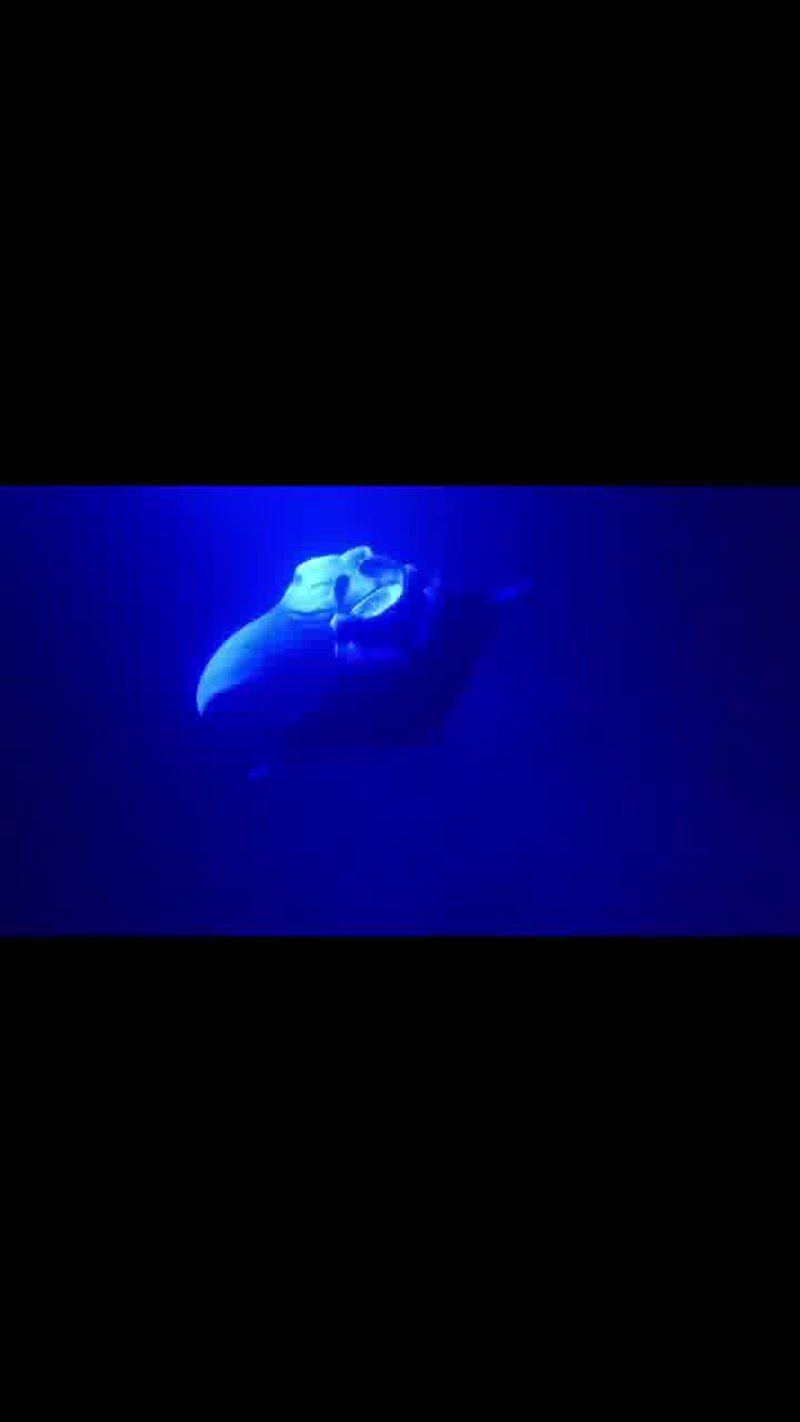 Kailua Kona Snorkeling Tours