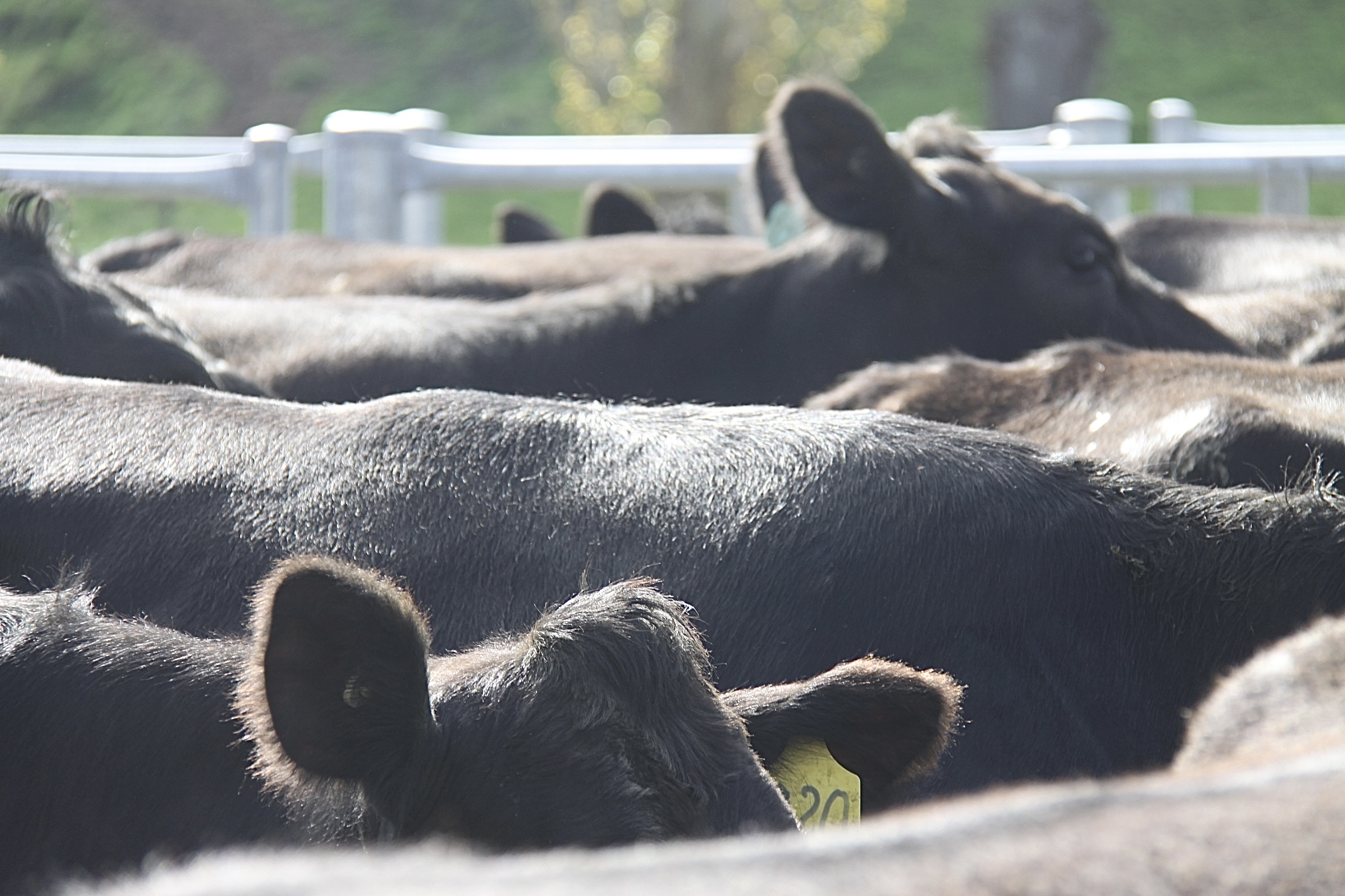 A hand gently scratches a tabby cat's ear.