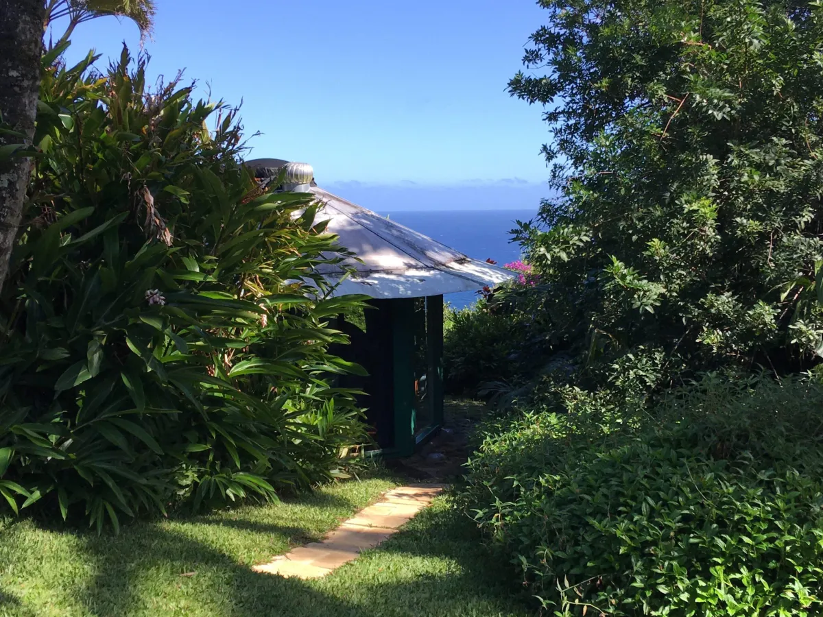 brown dried leaves on ground with trees