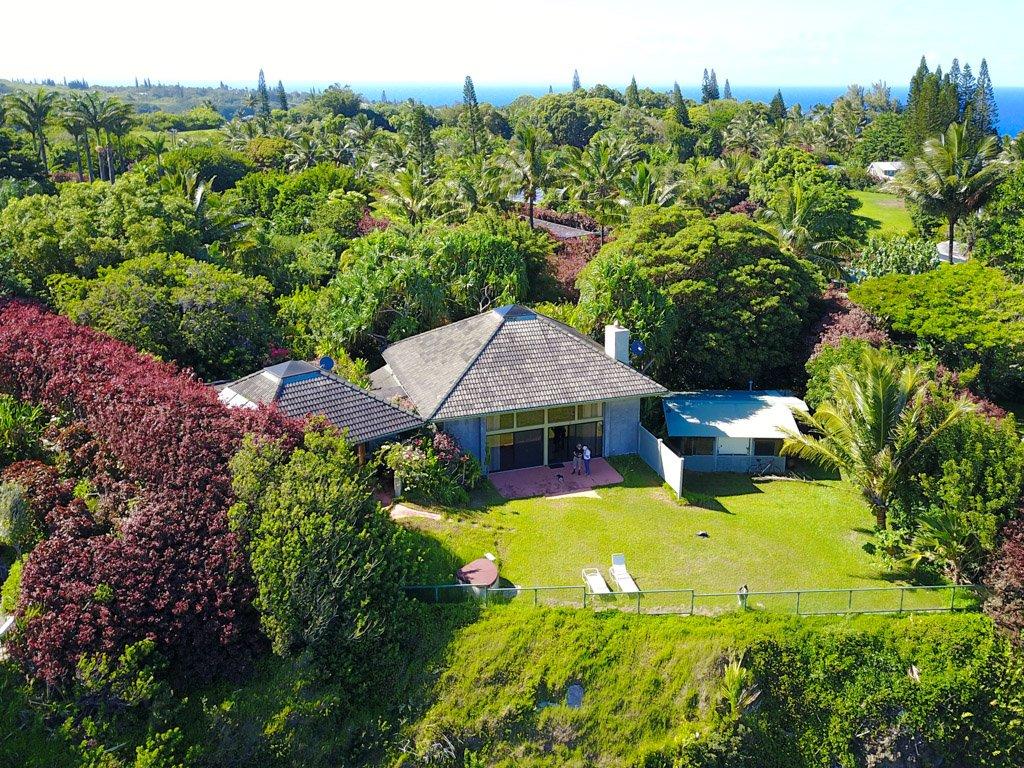 brown dried leaves on ground with trees