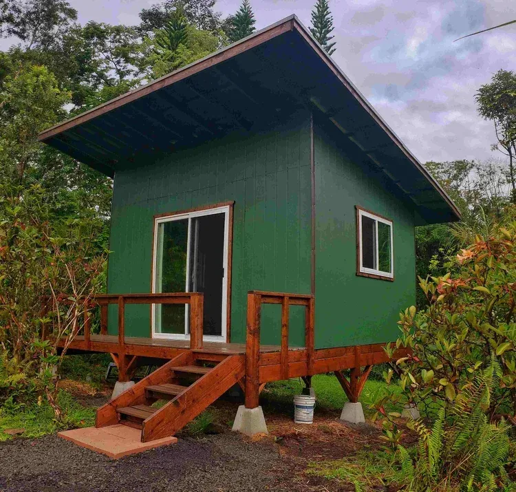 brown dried leaves on ground with trees