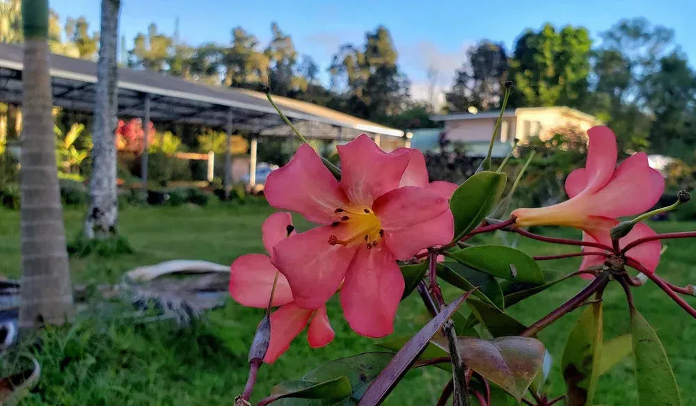 brown dried leaves on ground with trees