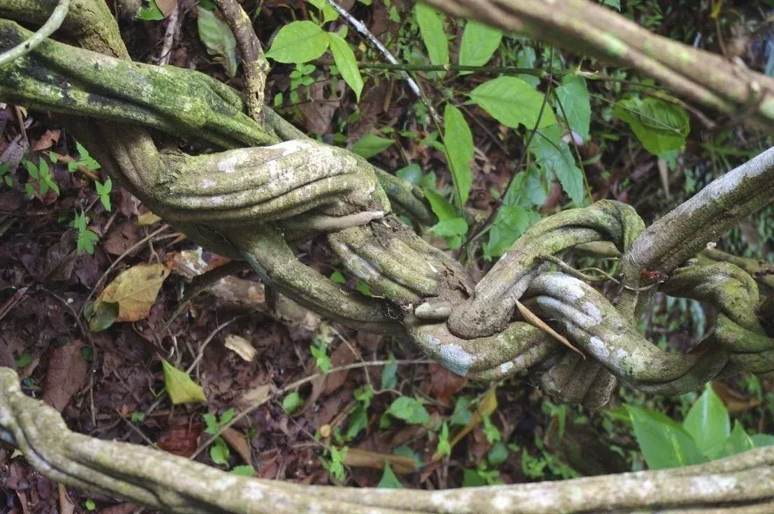 brown dried leaves on ground with trees