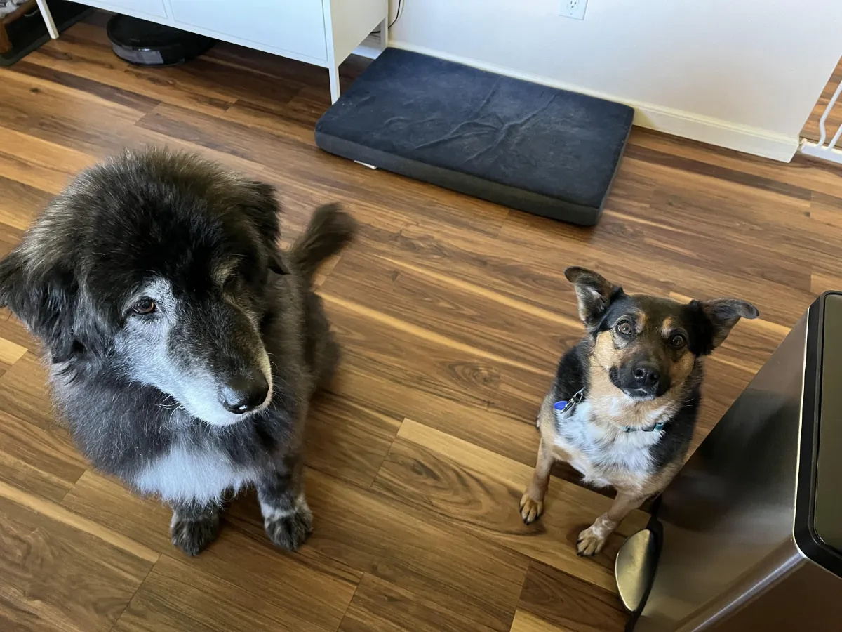 Two dogs