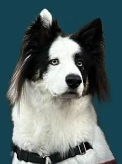 Val the dog