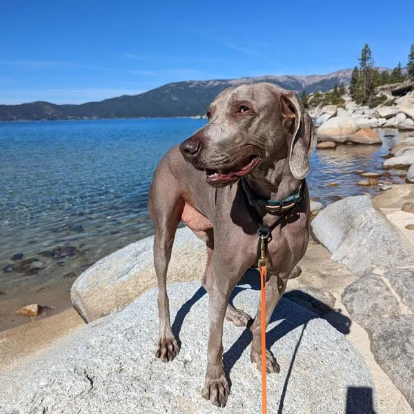 Dog standing on beach