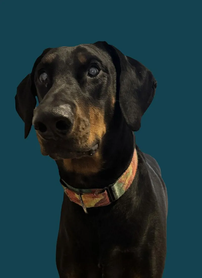 Clarke the dog