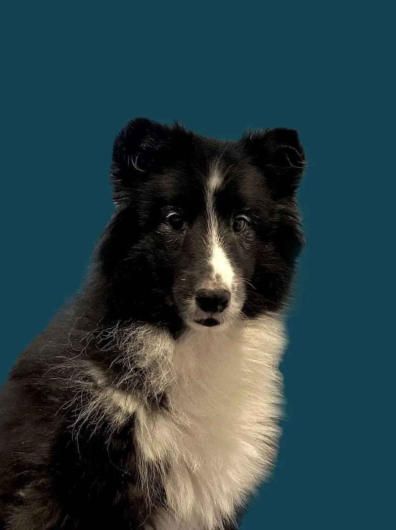 Tycho the dog