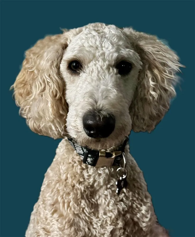 Kobe the dog