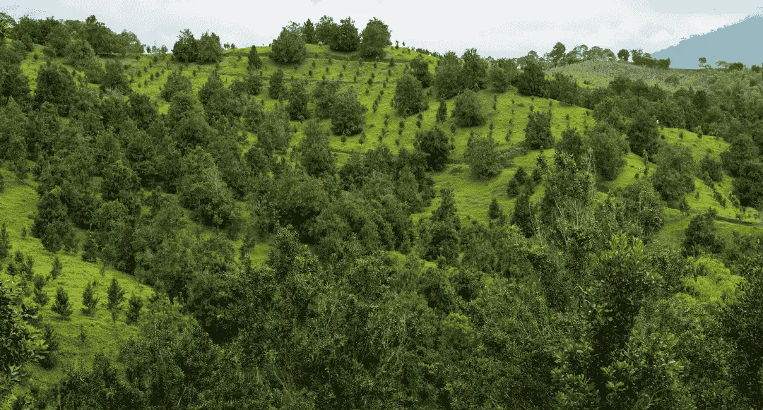 view of greenfield under clear sky