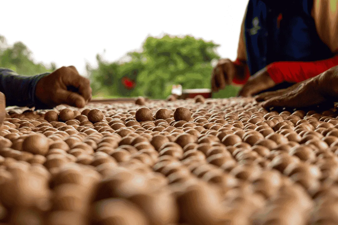 selección de macadamia en concha.