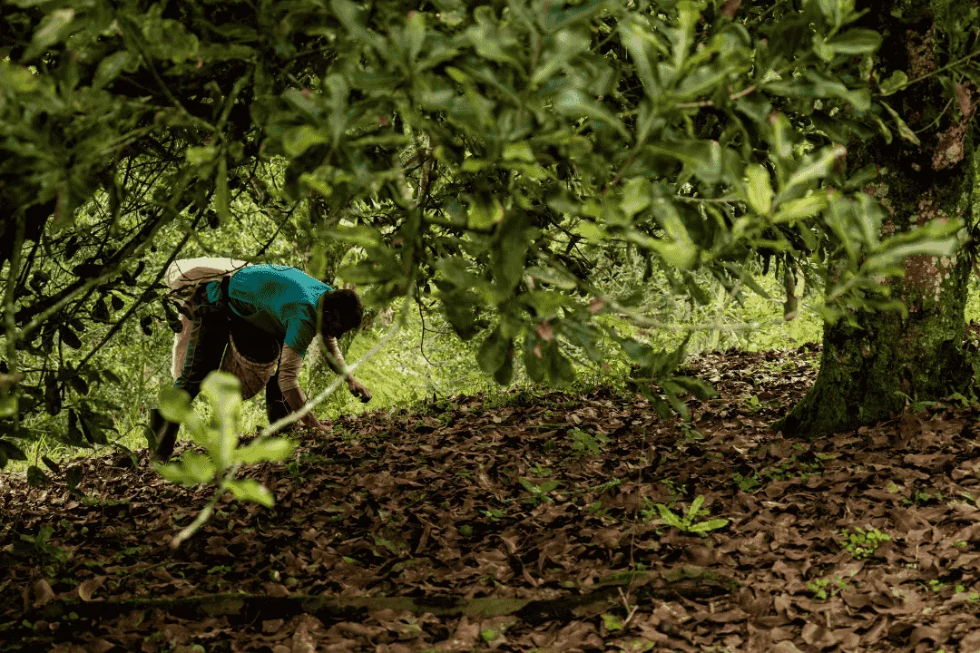 a tree filled with lots of green leaves