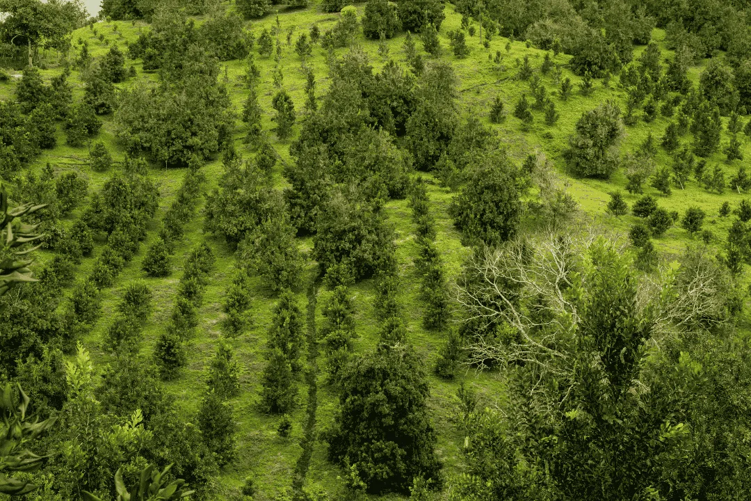 A green field with mountains in the background