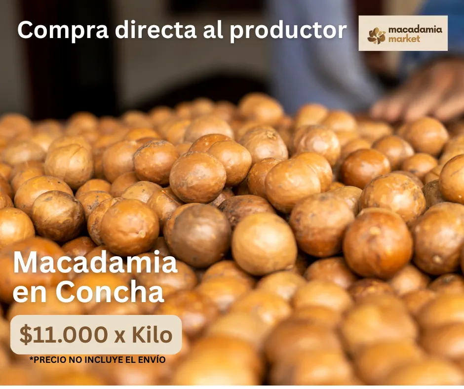 macadamia market, productores de macaamia en concha.